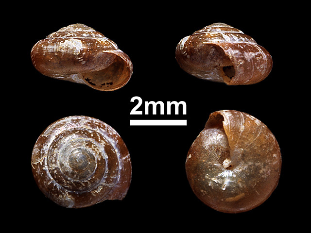image of Macrochlamys kandiensis (a)